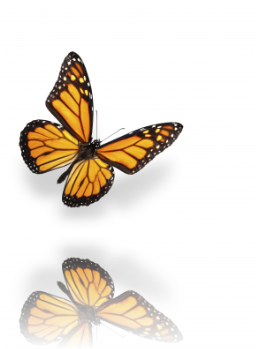 Schmetterling